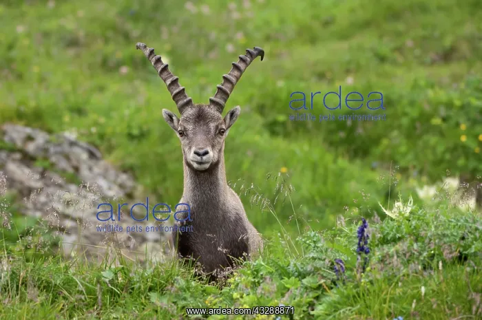 : Alpine Ibex (Capra ibex) frontal view of male : Alpine Ibex (Capra ibex) frontal view of male