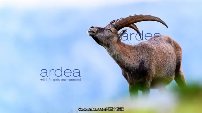 : Alpine Ibex (Capra ibex) in the grass in summer : Alpine Ibex (Capra ibex) in the grass in summer