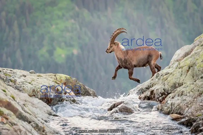 : Alpine Ibex (Capra ibex) jumping over a mountain : Alpine Ibex (Capra ibex) jumping over a mountain