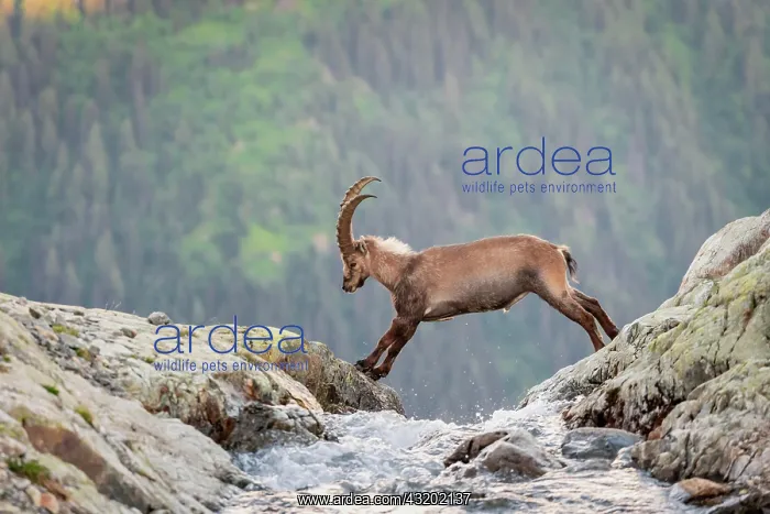 : Alpine Ibex (Capra ibex) jumping over a mountain : Alpine Ibex (Capra ibex) jumping over a mountain