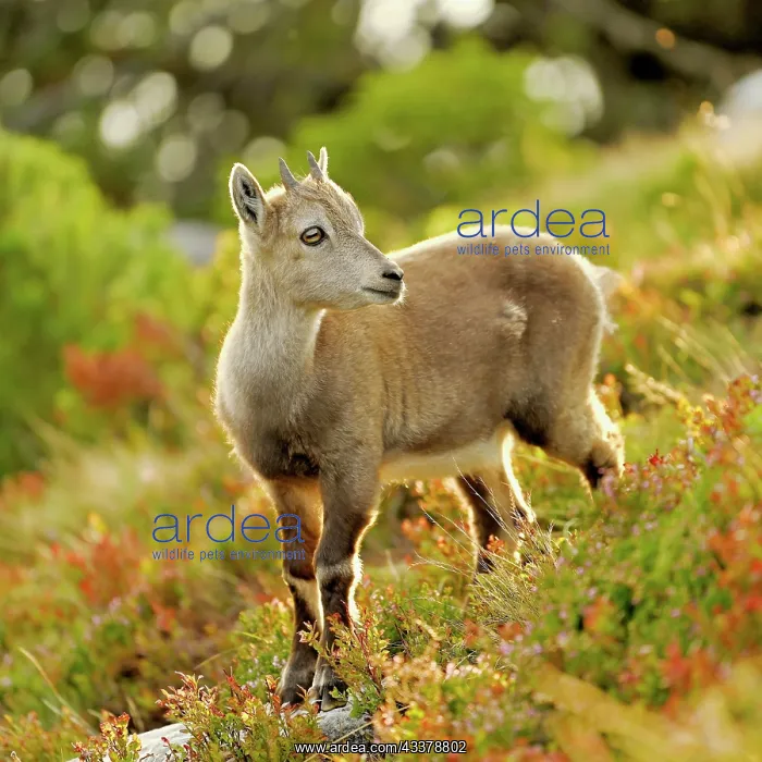 : Alpine ibex (Capra ibex), juvenile in discoloured : Alpine ibex (Capra ibex), juvenile in discoloured