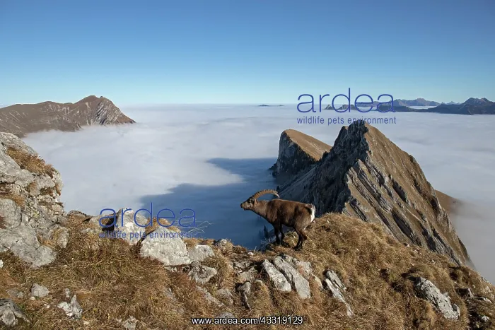 : Alpine Ibex (Capra ibex) male, Alps, canton of F : Alpine Ibex (Capra ibex) male, Alps, canton of F