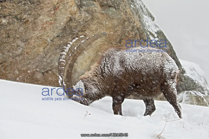 : Alpine ibex ( Capra ibex) male eating in the snow : Alpine ibex ( Capra ibex) male eating in the snow