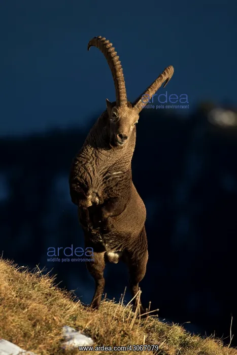 : Alpine Ibex (Capra ibex) male fighting, Valais Alps : Alpine Ibex (Capra ibex) male fighting, Valais Alps