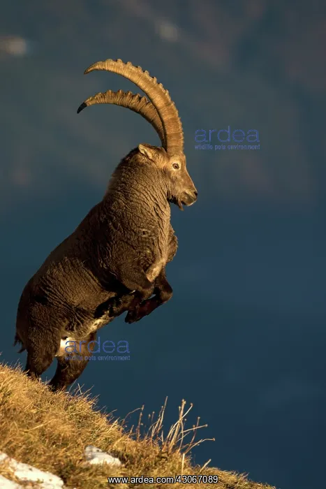: Alpine Ibex (Capra ibex) male fighting, Valais Alps : Alpine Ibex (Capra ibex) male fighting, Valais Alps