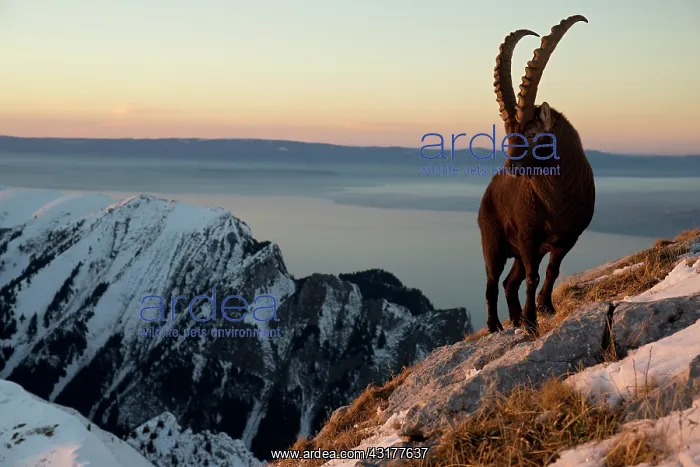 : Alpine ibex (Capra ibex) male and summits, Valais : Alpine ibex (Capra ibex) male and summits, Valais