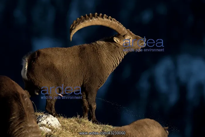 : Alpine ibex (Capra ibex) male urinating in rut : Alpine ibex (Capra ibex) male urinating in rut
