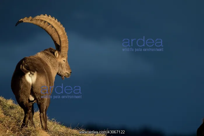: Alpine Ibex (Capra ibex) male, Valais Alps, Switzerland : Alpine Ibex (Capra ibex) male, Valais Alps, Switzerland