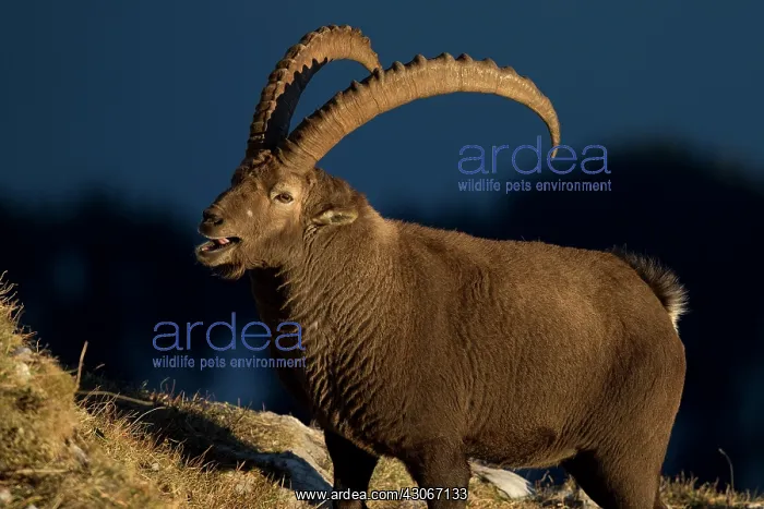 : Alpine Ibex (Capra ibex) male yawning, Valais Alps : Alpine Ibex (Capra ibex) male yawning, Valais Alps