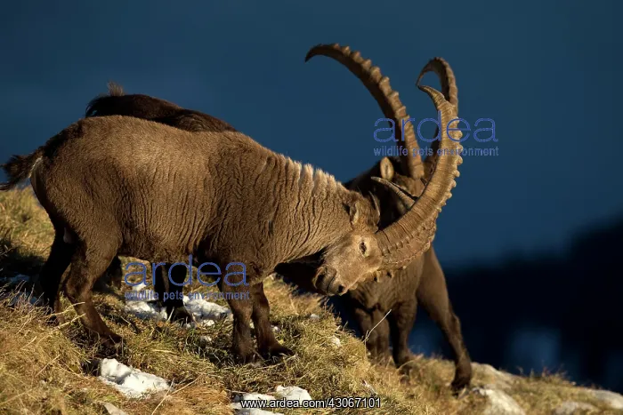 : Alpine Ibex (Capra ibex) males fighting, Valais : Alpine Ibex (Capra ibex) males fighting, Valais