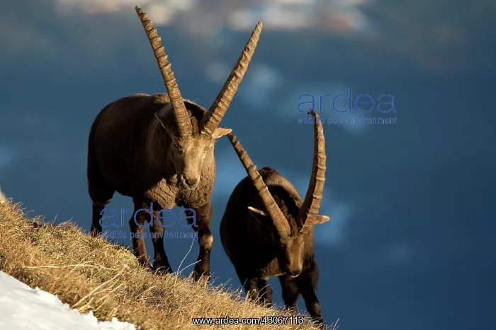 : Alpine Ibex (Capra ibex) males fighting, Valais : Alpine Ibex (Capra ibex) males fighting, Valais