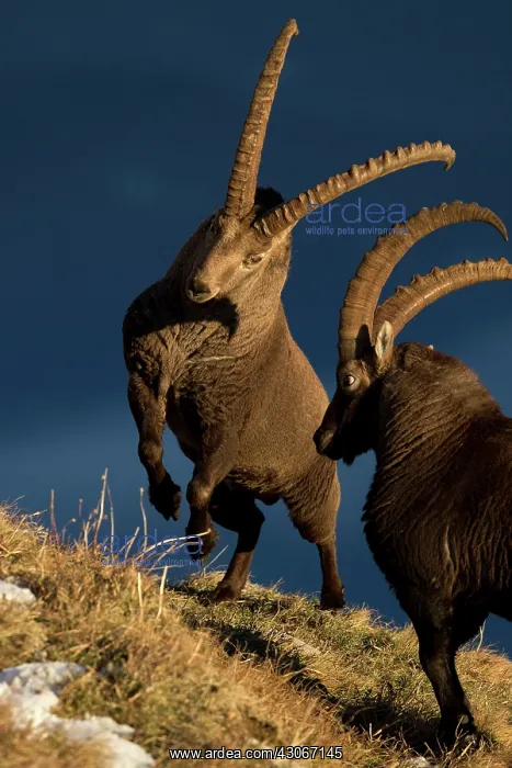 : Alpine Ibex (Capra ibex) males fighting, Valais : Alpine Ibex (Capra ibex) males fighting, Valais