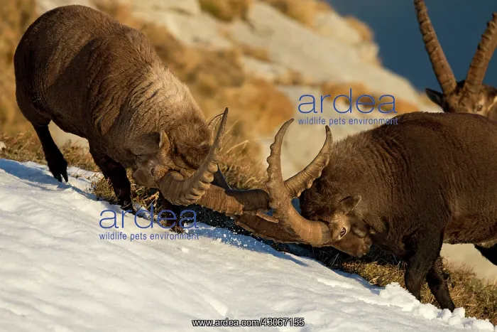 : Alpine Ibex (Capra ibex) males fighting, Valais : Alpine Ibex (Capra ibex) males fighting, Valais