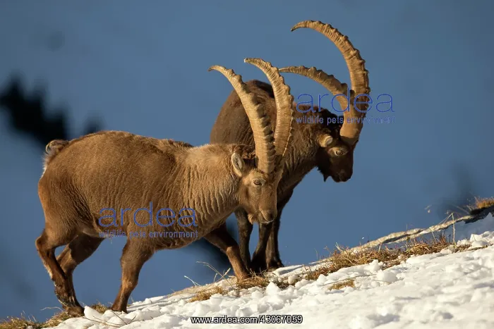 : Alpine ibex (Capra ibex) males in rut, Valais Alps : Alpine ibex (Capra ibex) males in rut, Valais Alps