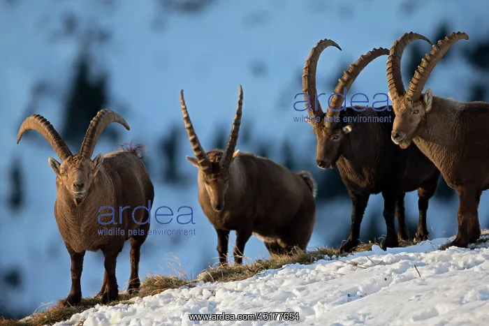 : Alpine ibex (Capra ibex) males in rut, Valais Alps : Alpine ibex (Capra ibex) males in rut, Valais Alps