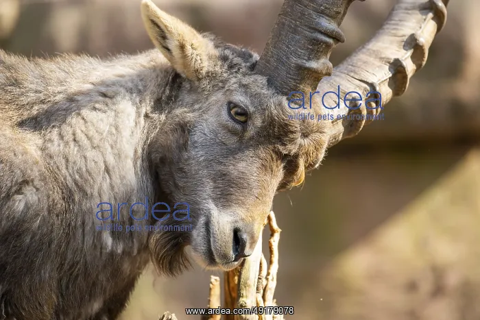 : Alpine ibex (Capra ibex), in the mountains : Alpine ibex (Capra ibex), in the mountains