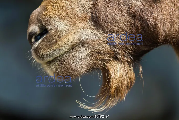 : Alpine Ibex (Capra ibex), mouth and beard, Innsbruck : Alpine Ibex (Capra ibex), mouth and beard, Innsbruck