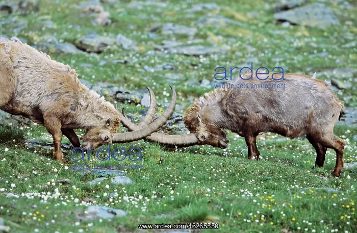 : Alpine Ibex (Capra ibex) two old bull fighting : Alpine Ibex (Capra ibex) two old bull fighting