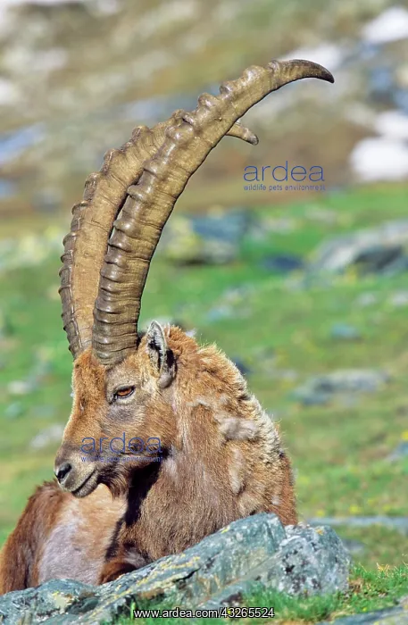 : Alpine Ibex (Capra ibex) portrait of a bull : Alpine Ibex (Capra ibex) portrait of a bull
