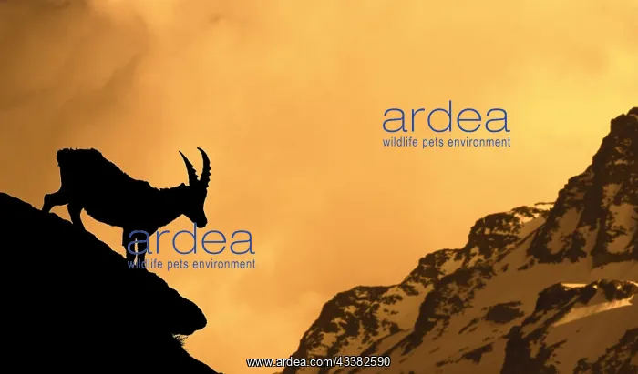 : Alpine ibex (Capra ibex) silhouetted against Alpenglow : Alpine ibex (Capra ibex) silhouetted against Alpenglow