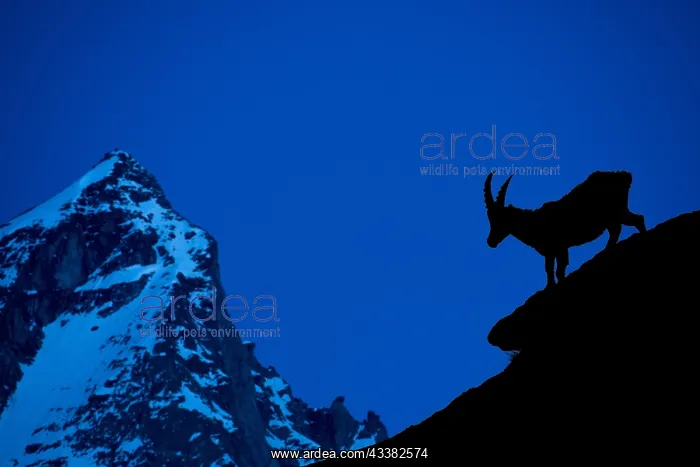 : Alpine ibex (Capra ibex) silhouetted against mountain : Alpine ibex (Capra ibex) silhouetted against mountain