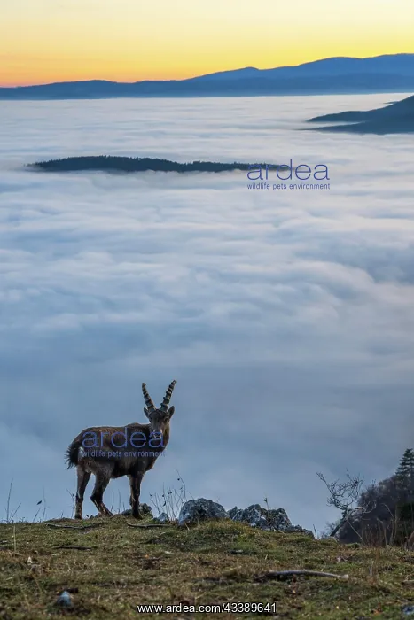 : Alpine ibex (Capra ibex), in front of valley with : Alpine ibex (Capra ibex), in front of valley with