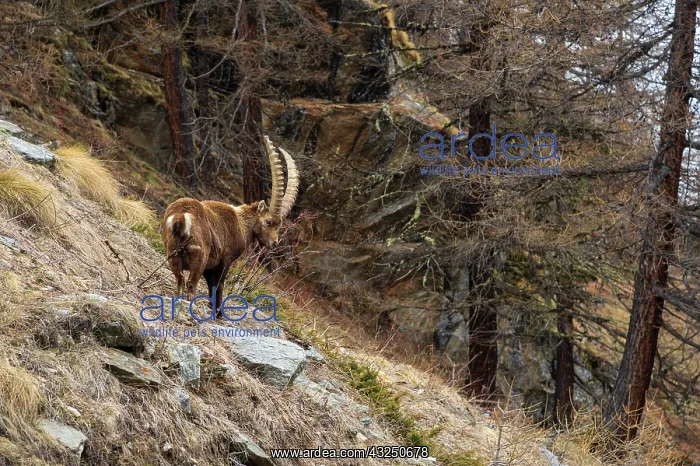 : Alpine ibex (capra ibex), Valsavarenche, Gran Paradiso : Alpine ibex (capra ibex), Valsavarenche, Gran Paradiso