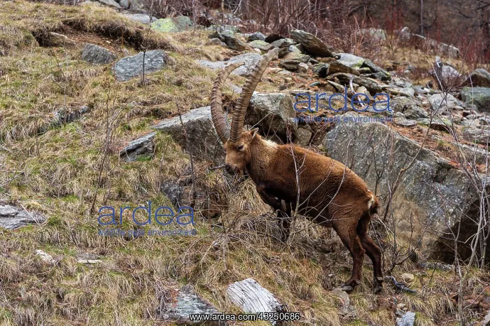 : Alpine ibex (capra ibex), Valsavarenche, Gran Paradiso : Alpine ibex (capra ibex), Valsavarenche, Gran Paradiso