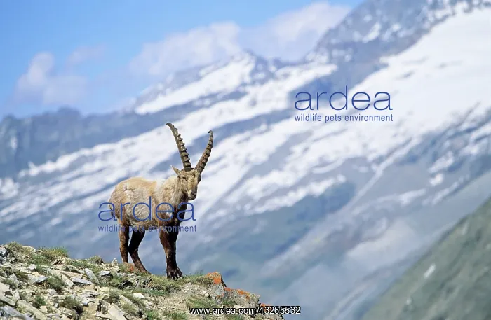 : Alpine Ibex (Capra ibex) young bull in spring : Alpine Ibex (Capra ibex) young bull in spring