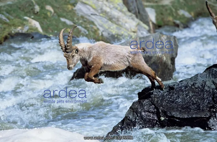: Alpine Ibex (Capra ibex) young bull trying : Alpine Ibex (Capra ibex) young bull trying