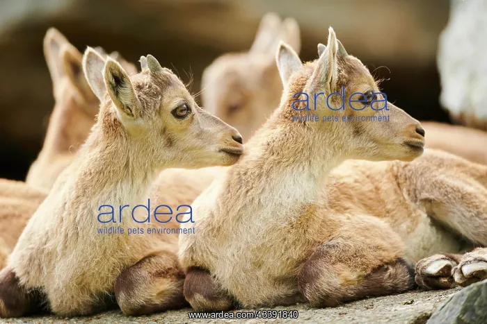 : Alpine ibex (Capra ibex) youngsters, lying on a : Alpine ibex (Capra ibex) youngsters, lying on a