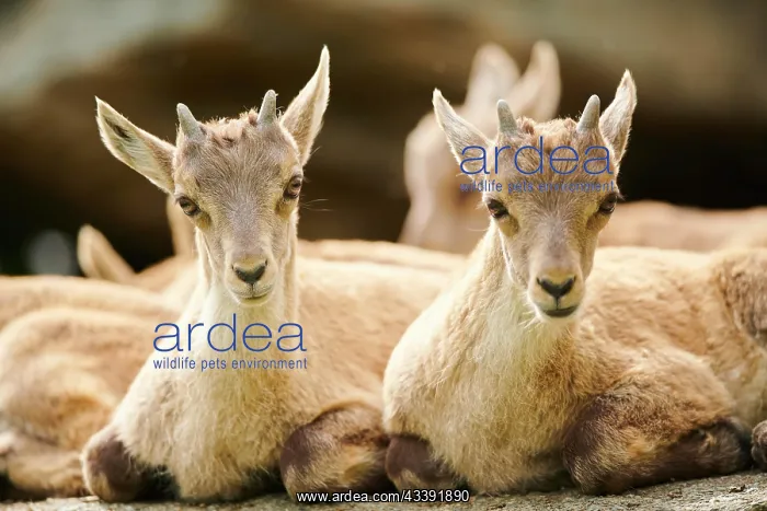 : Alpine ibex (Capra ibex) youngsters, lying on a : Alpine ibex (Capra ibex) youngsters, lying on a