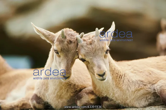 : Alpine ibex (Capra ibex) youngsters, lying on a : Alpine ibex (Capra ibex) youngsters, lying on a