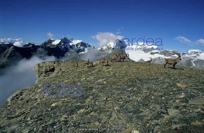 : Alpine Ibex - confined to high mountains of the : Alpine Ibex - confined to high mountains of the
