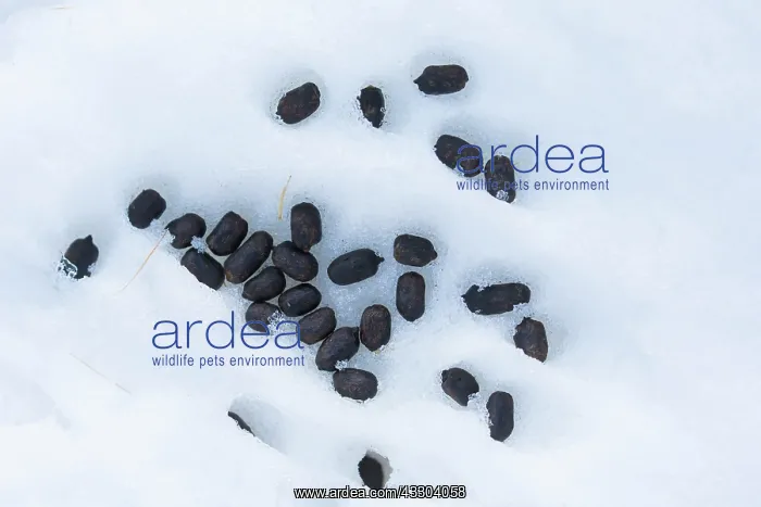 : Alpine Ibex - droppings - Italy : Alpine Ibex - droppings - Italy