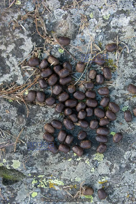 : Alpine Ibex - droppings - Italy : Alpine Ibex - droppings - Italy