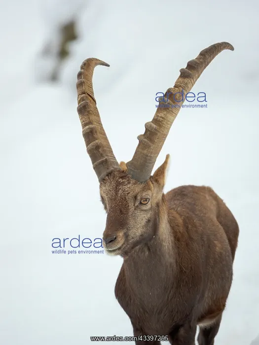 : Alpine Ibex in fresh deep snow, Alpenwildpark (alpine : Alpine Ibex in fresh deep snow, Alpenwildpark (alpine