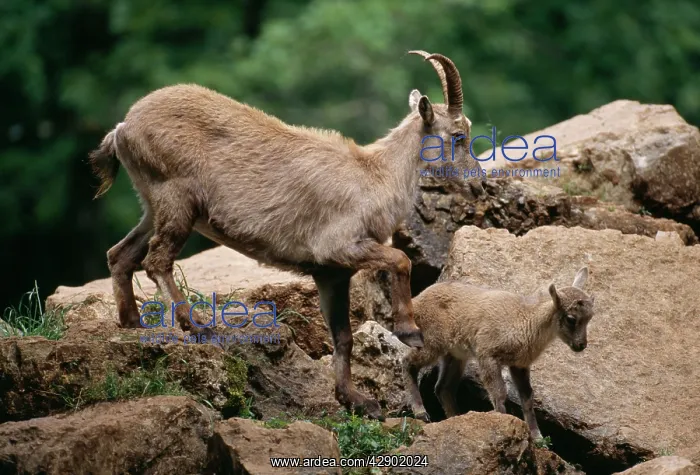 : Alpine Ibex with Kid : Alpine Ibex with Kid