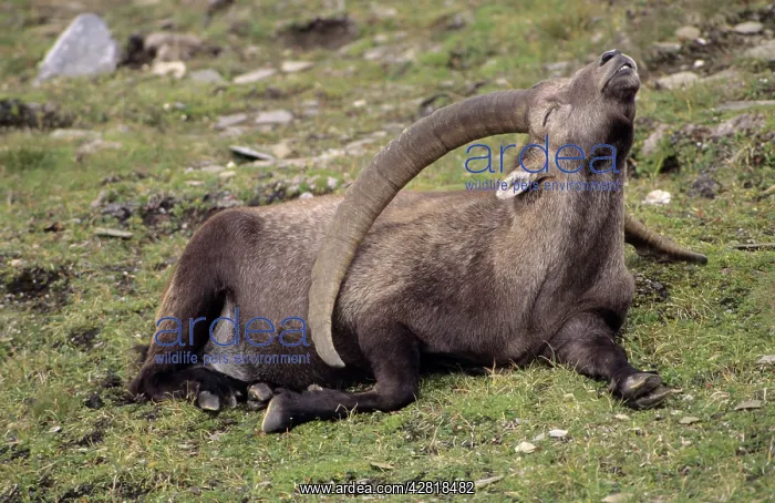 : Alpine Ibex - male : Alpine Ibex - male