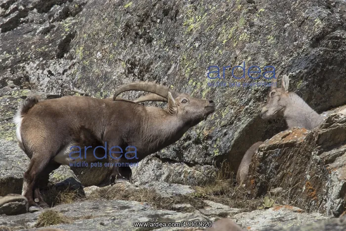 : Alpine Ibex - male and female during rutting season : Alpine Ibex - male and female during rutting season