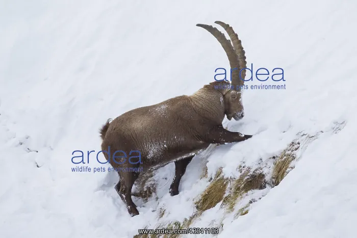 : Alpine Ibex - male looking for food in snow - Italy : Alpine Ibex - male looking for food in snow - Italy