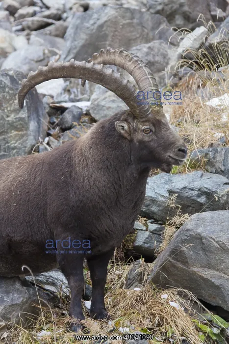  : Alpine Ibex - male portrait - Italy
