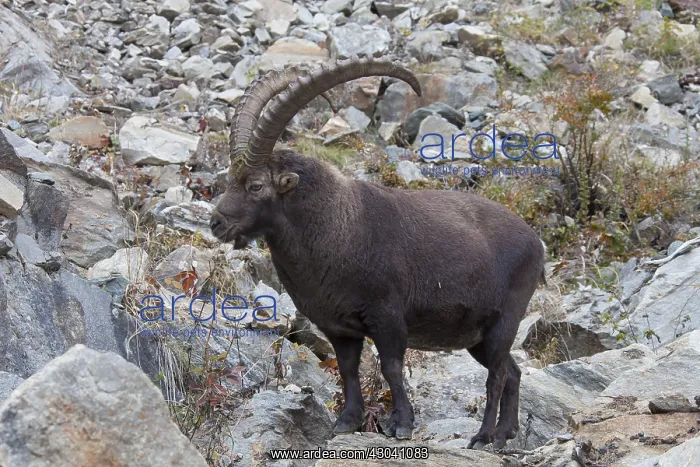  : Alpine Ibex - male on rocks - Italy