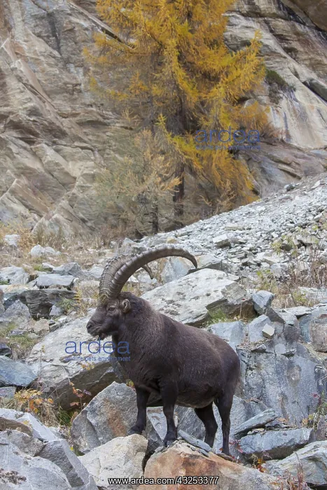  : Alpine Ibex - male on rocks - Italy