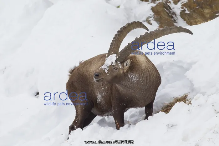 : Alpine Ibex - male in snow - Italy
