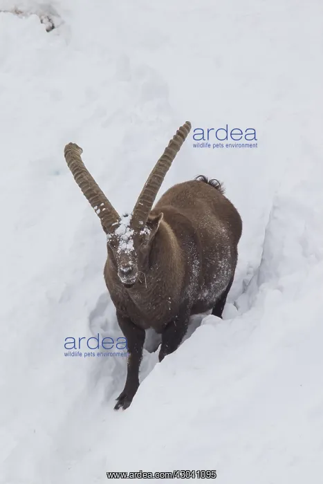  : Alpine Ibex - male in snow - Italy