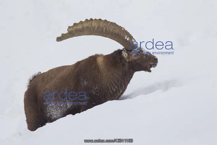  : Alpine Ibex - male in snow - Italy