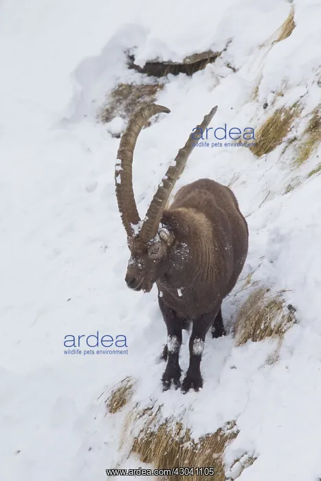  : Alpine Ibex - male in snow - Italy