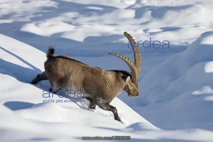 : Alpine Ibex male winter : Alpine Ibex male winter