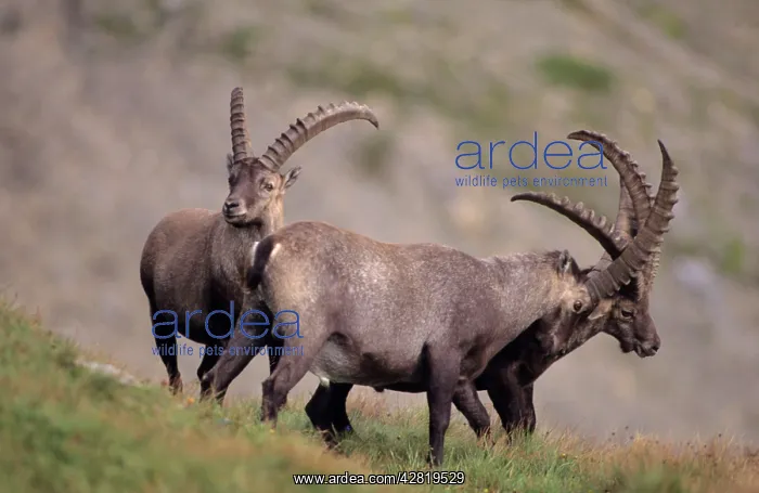 : Alpine Ibex - males fighting : Alpine Ibex - males fighting